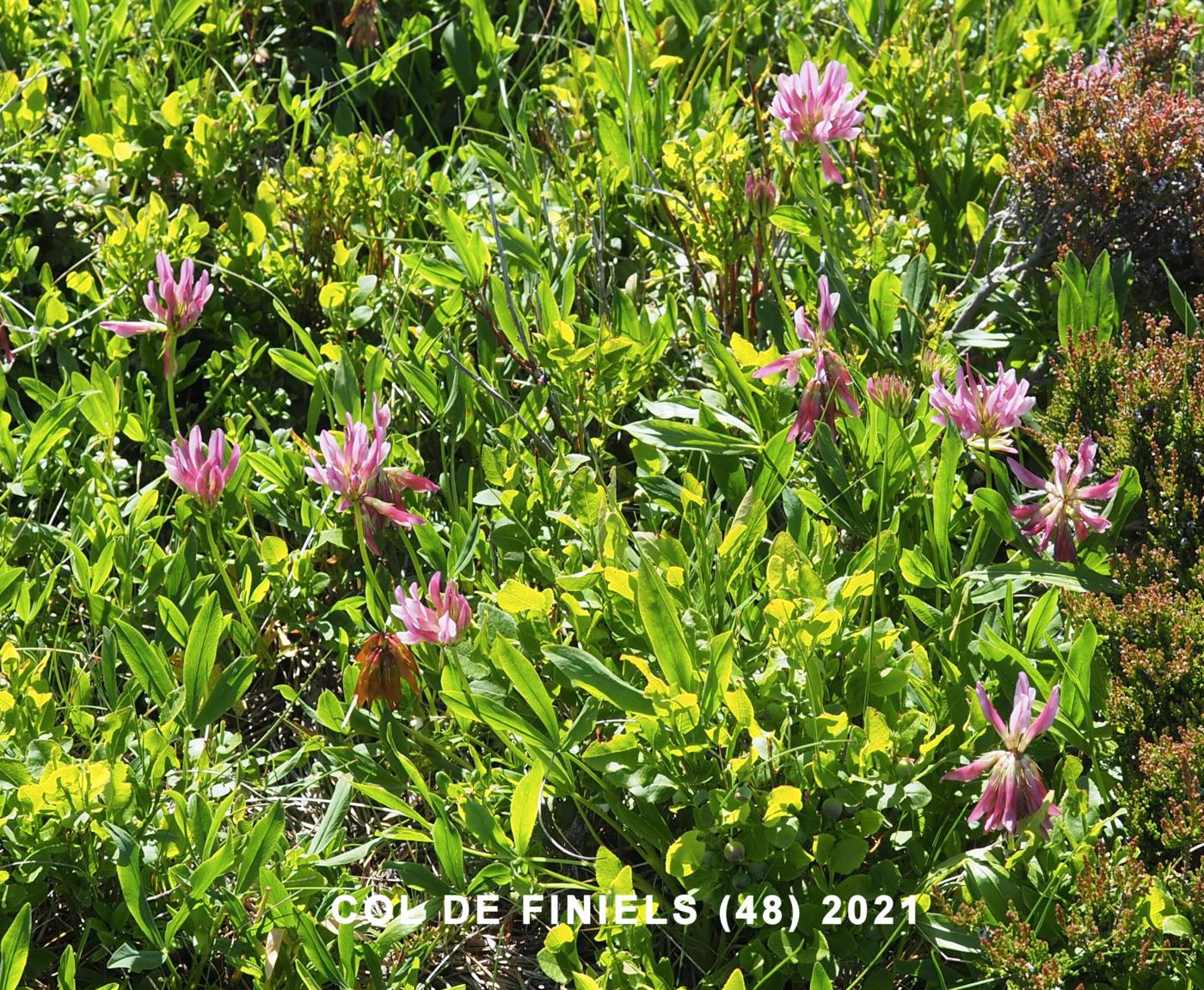 Clover, Alpine plant